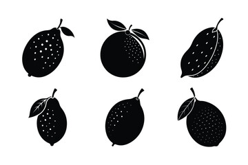 Finger Lime – Citrus australasica silhouette vector illustration