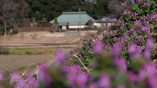 ホトケノザと屋敷