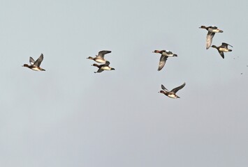 Ein Schwarm Pfeifenten im Flug