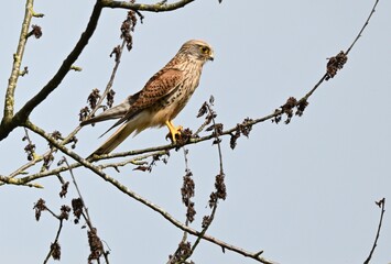 Ein Turmfalke auf dem Ansitz