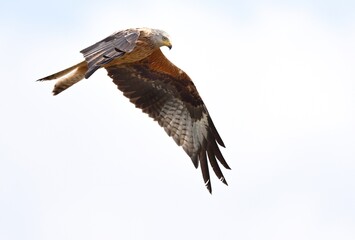 Eine Rohrweihe im Flug