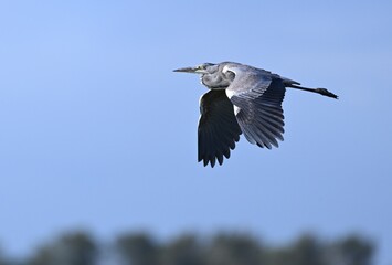 Graureiher im Flug