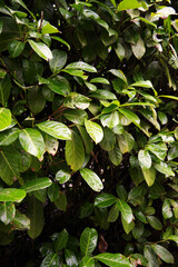 Cherry Laurel (Prunus laurocerasus)