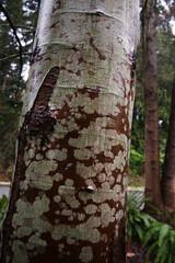 Wet bark