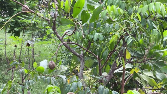 Ambarella fruit tree