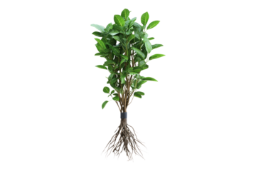 Rooting stimulant Isolated on transparent background
