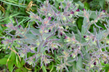 Close-up of a vibrant wildflower with delicate purple blossoms and lush green foliage