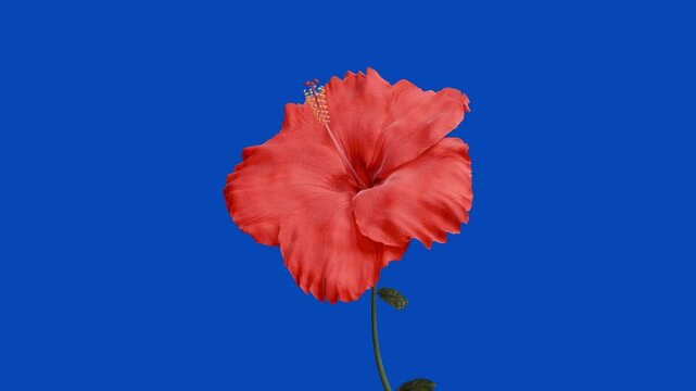 red hibiscus flower bloom animation on bluescreen background