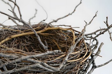 Exploring the Intricate Structure of a Bird's Nest: Twigs, Branches, and the Art of Avian Architecture, Unveiling Nature's Ingenuity Closely and Beautifully.