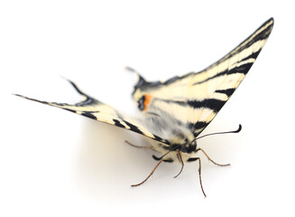 Swallowtail (Papilio machaon) isolated.