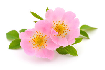 The flowers of wild rose isolated.