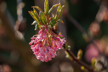 Erste Frühlingsblüten im Garten