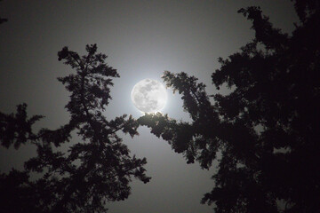Fototapeta premium moon and tree