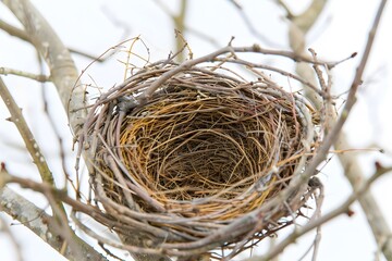 Birds Nest Structure. Twigs, Grass, and Avian Architecture. Nature's Habitats. Intricate Designs of Bird Homes Built from Natural Materials. Construction Techniques and Survival Instincts of Birds.
