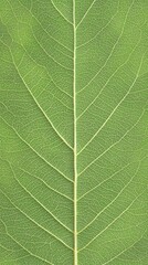 Obraz premium Close-up leaf veins, vibrant green. Possible use Nature education, botanical illustration