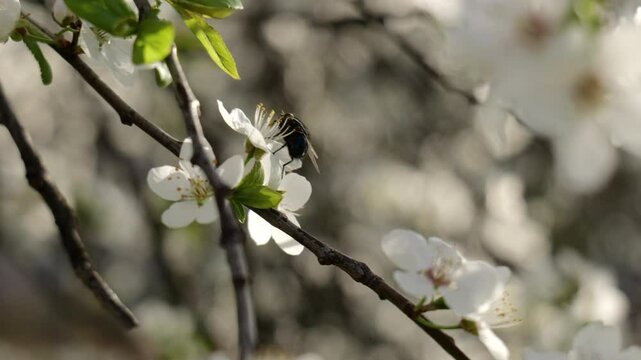 Blooming tree
