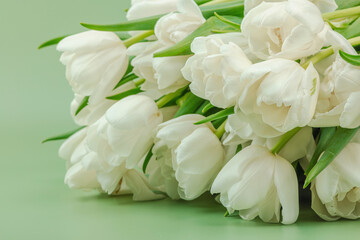 A bouquet of white tulips on a pastel green background. Blooming flowers, festive concept