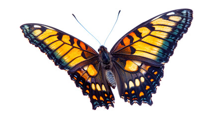 Fototapeta premium A butterfly with orange and black wings is flying in the air