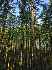 Obraz premium The morning sun peaking through evergreen trees in a Pacific Northwest forest while hiking.