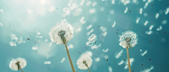 Obraz premium flying dandelion seeds on a soft blue background.