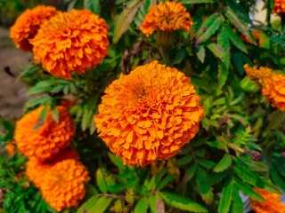 Fresh marigolds are blooming in the garden.
