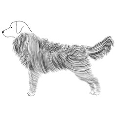 set of cute dog breeds