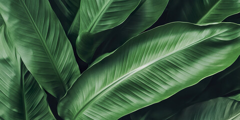 Lush tropical green leaves in close up view