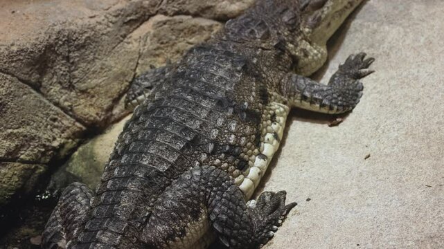 Crocodile Resting in Zoo Habitat