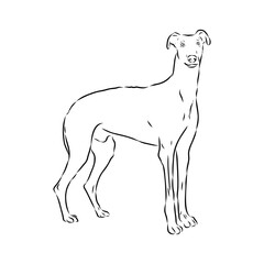 Detailed sketch of a standing Borzoi dog. Africanis dog, vector sketch