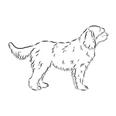 Barbet dog black contour portrait. Dog head in front view vector illustration isolated on white.