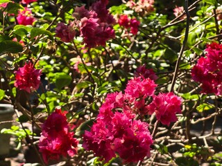 Obraz premium Pink pink bougain flower blooming