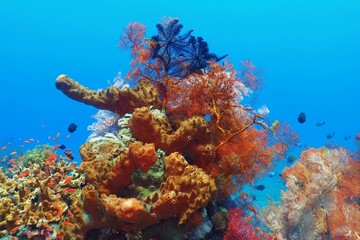 Coral reef in the blue water. Underwater wildlife and corals in the tropical sea. Fish, coral and...