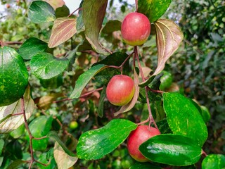 
Red apples are blooming on the branches of the garden.