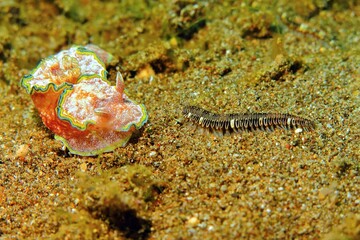 Colorful nudibranch and sea worm. Marine wildlife on the sand. Macro underwater photography, sea...