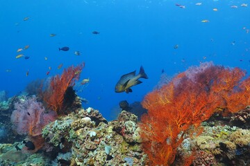 Underwater colorful rich tropical coral reef. Various colored corals and exotic fishes. Scuba...