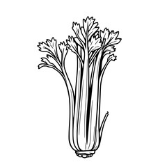 Celery Illustration  A Black and White Culinary Drawing                                             