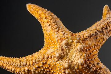 Exploring the Intricate Texture and Detail of a Golden Starfish. A Close-Up Macro View Reveals Stunning Complexity in Nature's Design. Showcasing the Beauty of Marine Life with Amazing Underwater Phot