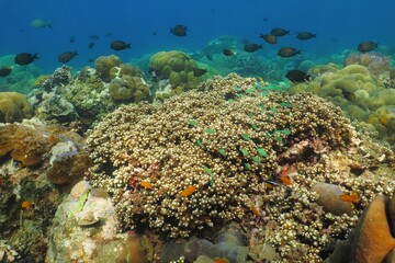 Colorful tropical underwater coral reef with variety of exotic fish. Coral reef seascape with wildlife. Scuba diving in the tropical ocean.