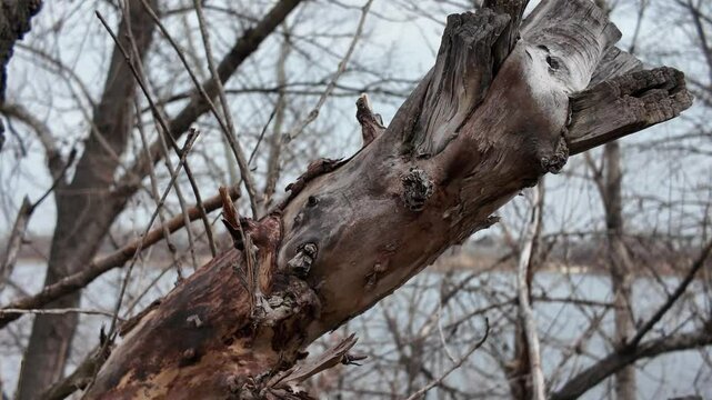 decrepit branches of an old tree. old rotten stump. hollow in a tree. dried up old tree.