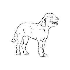Barbet dog black contour portrait. Dog head in front view vector illustration isolated on white.