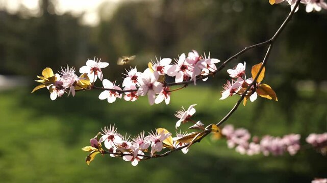 Blooming tree