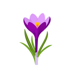 Crocus vernus, or spring crocus. Spring flower. Hand drawn vector botanical illustration