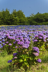 Hydrangea flower fields in Perros Guirec, Brittany, France
