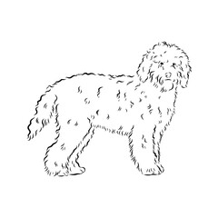 Barbet dog black contour portrait. Dog head in front view vector illustration isolated on white.