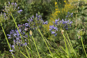 Close-up image of the beautiful deep blue Agapanthus summer flowers also known as the African Lily