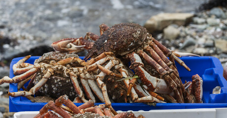 basket filled with spider crabs in Perros Guirec, Brittany, France