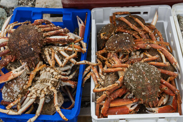 basket filled with spider crabs in Perros Guirec, Brittany, France
