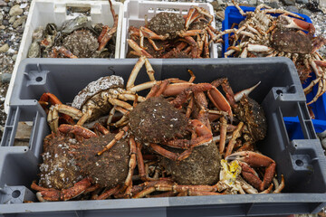 basket filled with spider crabs in Perros Guirec, Brittany, France