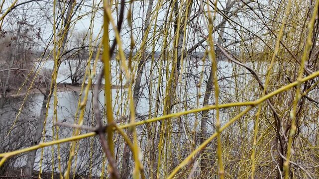 Salix L, Salix caprea L, long hanging tree branches, willow branches, yellow tree bark, first buds and leaves on branches, trees in early spring