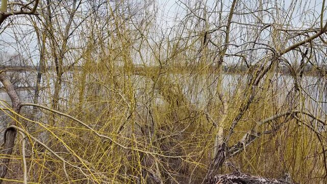 Salix L, Salix caprea L, long hanging tree branches, willow branches, yellow tree bark, first buds and leaves on branches, trees in early spring